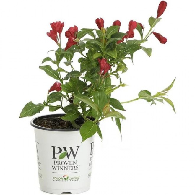 Proven Winners 4.5 in. qt. Sonic Bloom Red Reblooming Weigela (Florida) Live Shrub