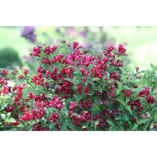 Proven Winners 4.5 in. qt. Sonic Bloom Red Reblooming Weigela (Florida) Live Shrub