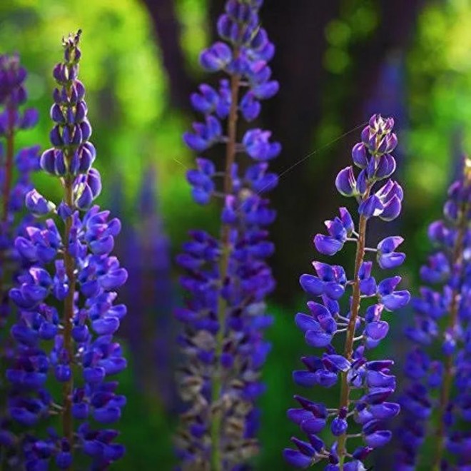 Outsidepride Perennial Blue Lupine Wild Flower Seeds – 1 lb