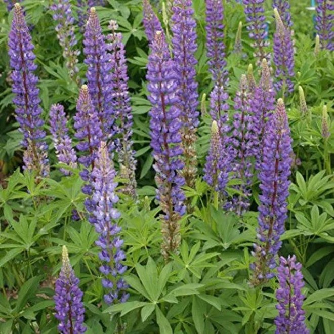 Outsidepride Perennial Blue Lupine Wild Flower Seeds – 1 lb