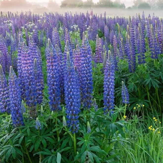 Outsidepride Perennial Blue Lupine Wild Flower Seeds – 1 lb