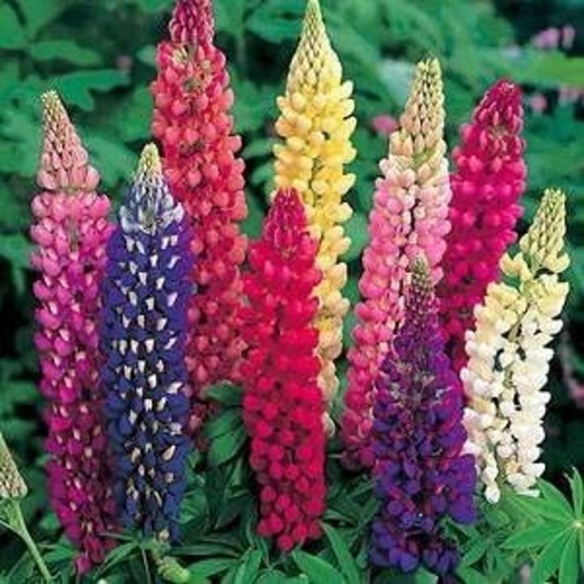 Outsidepride Russell Lupine Plant Flower Seed – 1 lb