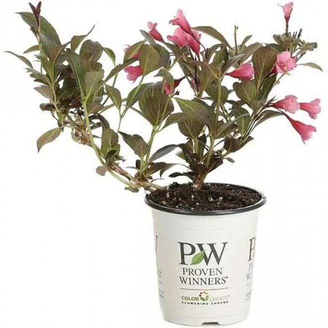 Proven Winners Wine & Roses Reblooming Weigela (Florida) Live Shrub,4.5 in. Quart