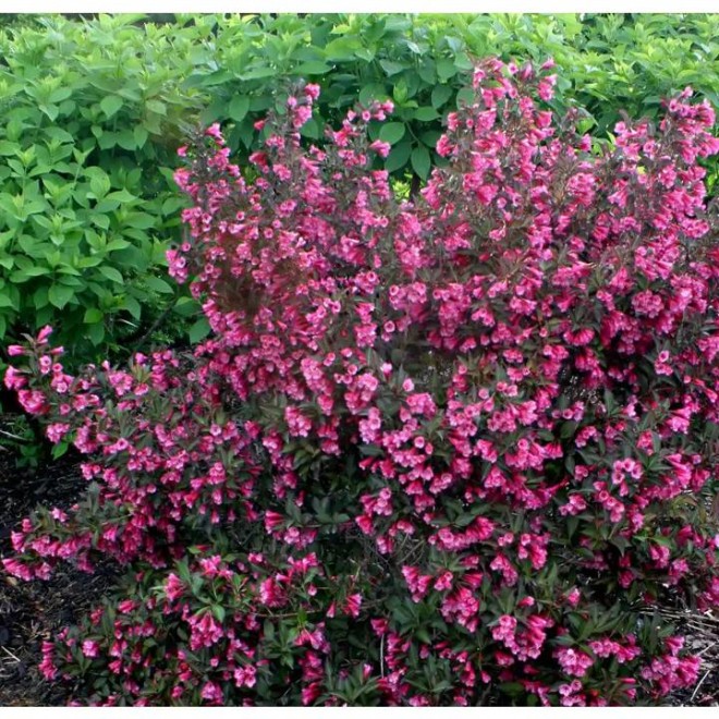 Proven Winners Wine & Roses Reblooming Weigela (Florida) Live Shrub,4.5 in. Quart