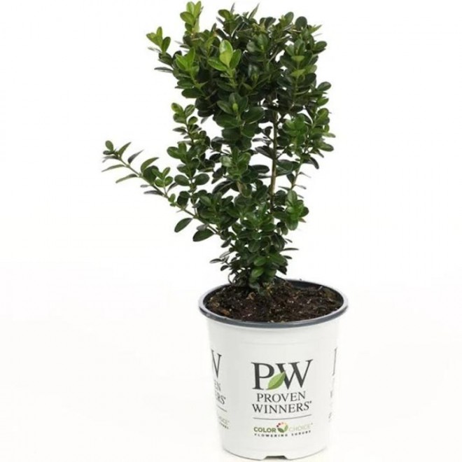 Proven Winners 4.5 in. qt. Sprinter Boxwood (Buxus) Live Evergreen Shrub