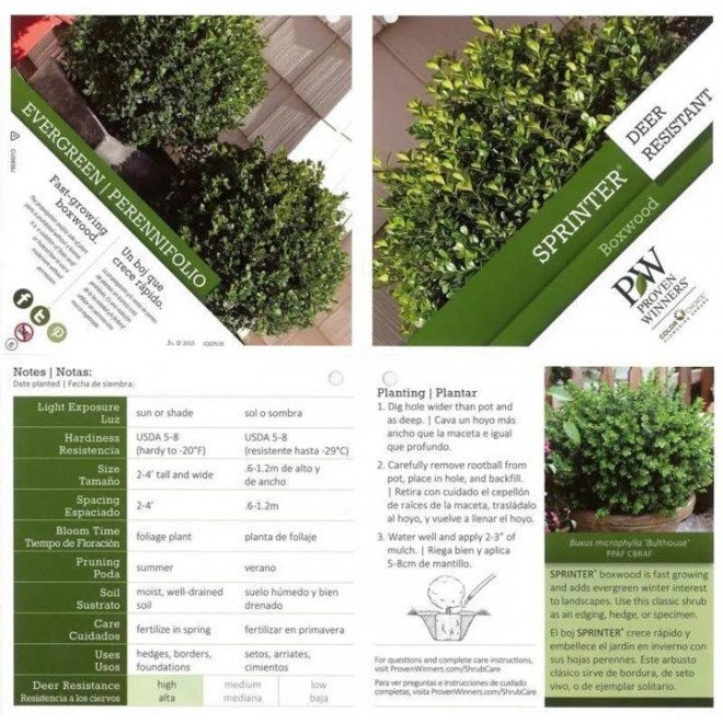 Proven Winners 4.5 in. qt. Sprinter Boxwood (Buxus) Live Evergreen Shrub