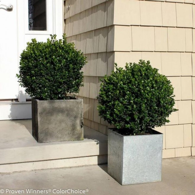 Proven Winners 4.5 in. qt. Sprinter Boxwood (Buxus) Live Evergreen Shrub