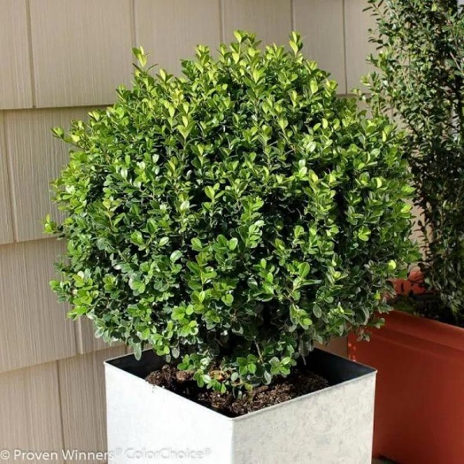 Proven Winners 4.5 in. qt. Sprinter Boxwood (Buxus) Live Evergreen Shrub