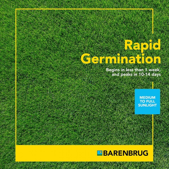 Barenbrug Turf Star Regenerating Perennial Ryegrass Lawn Seed with Yellow Jacket Seed Coating, Fast-Acting Durable Grass Seed Mix for Lawns, 25-lb. Bag