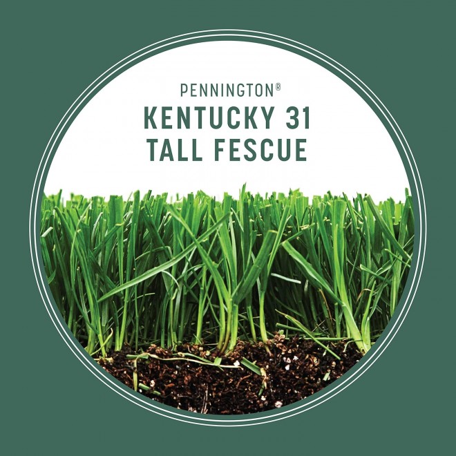 Pennington Kentucky 31 Tall Fescue Penkoted Grass Seed 40 lbs