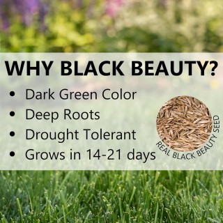 Jonathan Green (10610) Black Beauty Dense Shade Grass Seed - Cool Season Lawn Seed (25 lb)