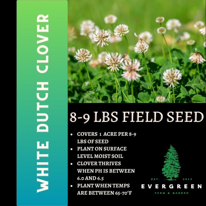 Dutch White Clover Lawn Seed 8.5 Lb - Premium Seeds for Lawn Mix, Perennial Flower Planting, Bulk Clover Seeds for Lawns, Pasture, Food Plots, and Gardens by Evergreen Farm and Gardens (8.5 Pounds)