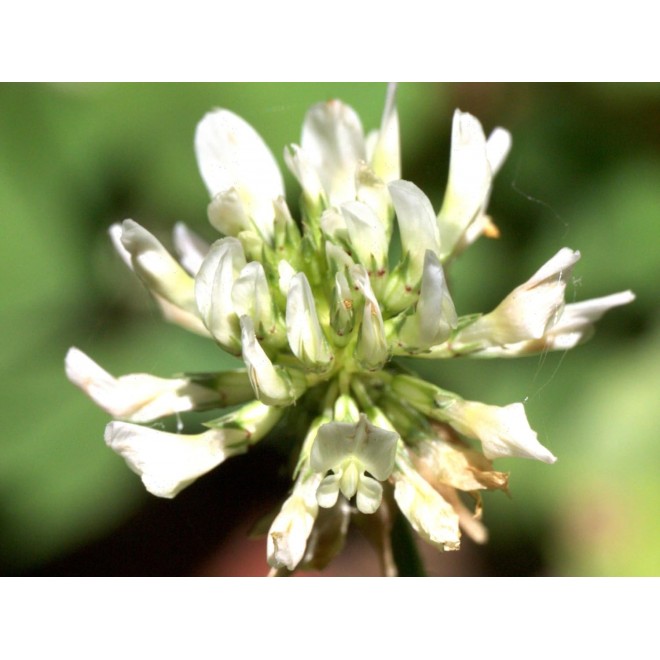 Dutch White Clover Lawn Seed 8.5 Lb - Premium Seeds for Lawn Mix, Perennial Flower Planting, Bulk Clover Seeds for Lawns, Pasture, Food Plots, and Gardens by Evergreen Farm and Gardens (8.5 Pounds)