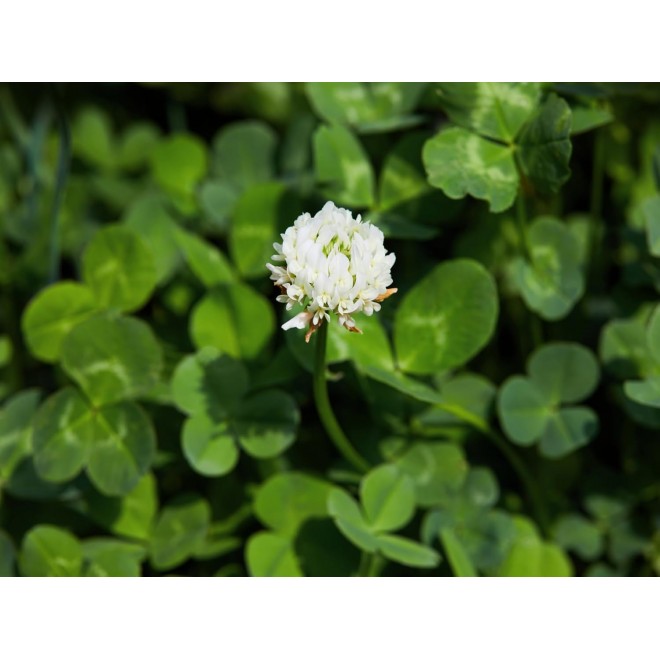 Dutch White Clover Lawn Seed 8.5 Lb - Premium Seeds for Lawn Mix, Perennial Flower Planting, Bulk Clover Seeds for Lawns, Pasture, Food Plots, and Gardens by Evergreen Farm and Gardens (8.5 Pounds)