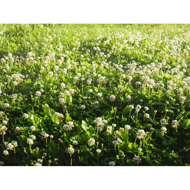 Dutch White Clover Lawn Seed 8.5 Lb - Premium Seeds for Lawn Mix, Perennial Flower Planting, Bulk Clover Seeds for Lawns, Pasture, Food Plots, and Gardens by Evergreen Farm and Gardens (8.5 Pounds)