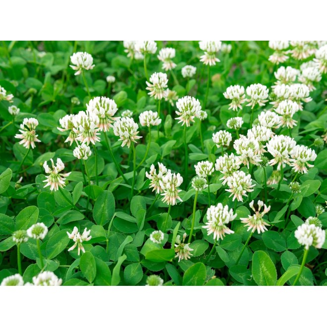 Dutch White Clover Lawn Seed 8.5 Lb - Premium Seeds for Lawn Mix, Perennial Flower Planting, Bulk Clover Seeds for Lawns, Pasture, Food Plots, and Gardens by Evergreen Farm and Gardens (8.5 Pounds)