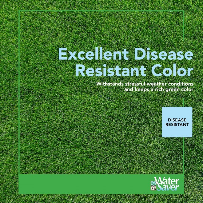 Grass Mixture with Turf-Type Tall Fescue Used to Seed New Lawn and Patch Up Jobs-Grows in Sun or Shade, 25 lbs - Covers 1/10 Acre