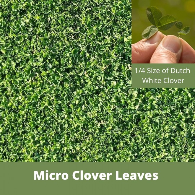 Flawn Seed Micro Clover Seed, Eco-Friendly, Low Growing, Low Maintenance, Lawn Alternative, Kraft Zipper Pouch with Easy Spread Scoop, Over-Seed up to 2,500 sqft