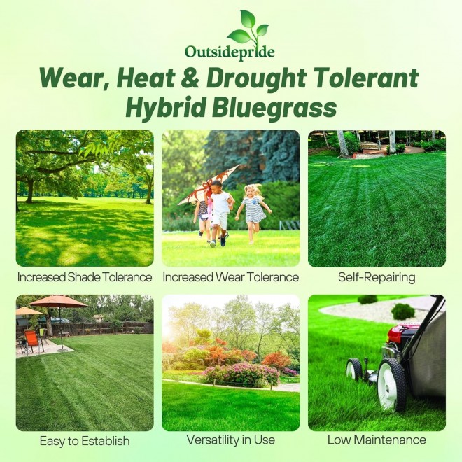 Outsidepride SPF-30 Hybrid Bluegrass Seeds - 10 lbs. Heat & Drought Tolerant, Texas Bluegrass & Kentucky Bluegrass Seed Mix for Challenging Climates, OptiGrowth Coated for Better Establishment